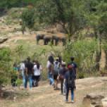 Interns spent the day at the Bannerghatta National Park and went on a Nature Walk